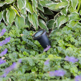 Zwarte tuinspot met ronde afwerking, schuin geplaatst tussen groene bodembedekkers en sierplanten, bovenaanzicht in een natuurlijke tuinomgeving.