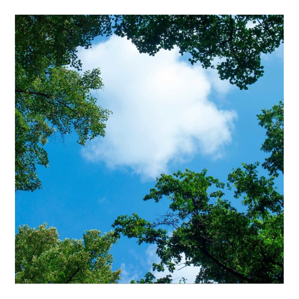 Wolk-bos plafond | Fotoprint | 1 paneel | 60x60cm