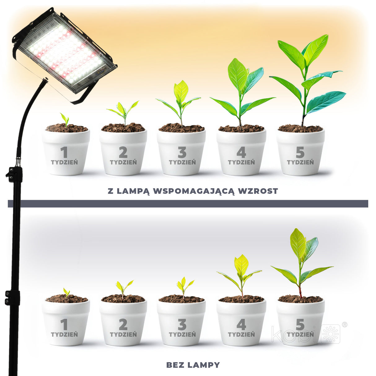Vergelijkende afbeelding van vooraanzicht van plantenontwikkeling over vijf weken, met en zonder groeilamp; boven groeien planten sneller en voller met groeilamp, onder langzamere groei zonder lamp.
