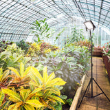 Planten in een goed verlichte kas met diverse tropische gewassen en kunstmatige groeilamp aan rechterzijde, zijaanzicht van het gangpad.