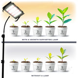 Vergelijkende afbeelding van de groei van planten over vijf weken, met in het bovenaanzicht vijf planten onder een groeilamp die sneller en voller groeien, en onderaanzicht vijf planten zonder groeilamp met tragere groei; links een zichtbare led-kweeklamp linksboven in gebruik.