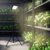 Binnenaanzicht van een moderne kweekruimte met zwarte stellingkasten vol groene planten, verlicht door een professionele kweeklamp op statief.